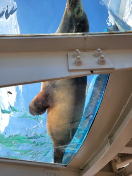 サンシャイン水族館に投稿された画像（2024/2/3）