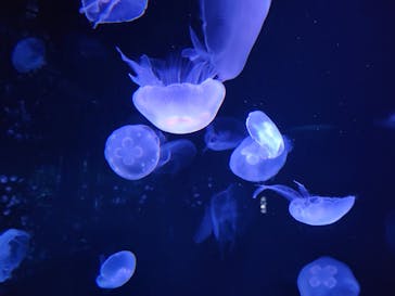 サンシャイン水族館に投稿された画像（2024/2/3）