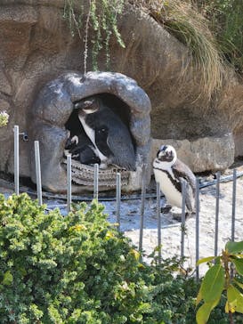サンシャイン水族館に投稿された画像（2024/2/3）