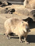 伊豆シャボテン動物公園に投稿された画像（2024/2/3）
