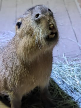 カワスイ 川崎⽔族館に投稿された画像（2024/2/3）