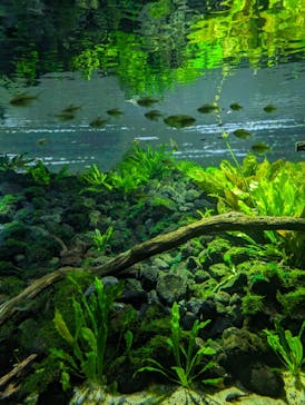 カワスイ 川崎⽔族館に投稿された画像（2024/2/3）