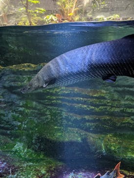 カワスイ 川崎⽔族館に投稿された画像（2024/2/3）