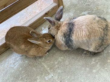 成田ゆめ牧場に投稿された画像（2024/2/3）