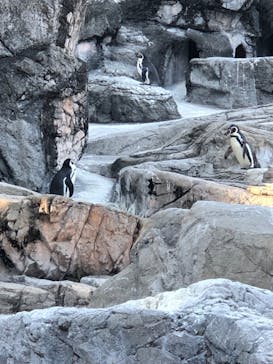 よこはま動物園ズーラシアに投稿された画像（2024/2/3）