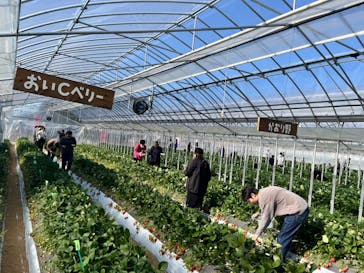 ICHIGOHOUSE.HITACHINAKAに投稿された画像（2024/2/3）