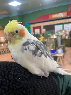 いきもの探検隊上尾に投稿された画像（2024/2/3）