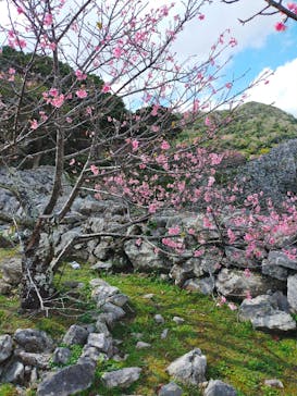 今帰仁城跡に投稿された画像（2024/2/3）