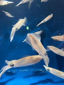 マリンワールド海の中道に投稿された画像（2024/2/3）