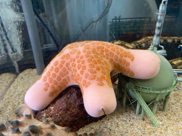 マリンワールド海の中道に投稿された画像（2024/2/3）