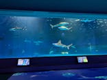 島根県立 しまね海洋館に投稿された画像（2024/2/3）