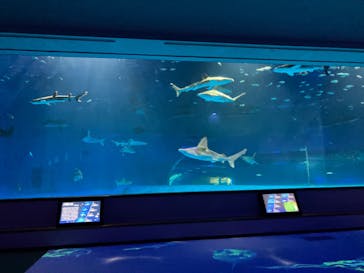 島根県立 しまね海洋館に投稿された画像（2024/2/3）