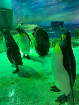 島根県立 しまね海洋館に投稿された画像（2024/2/3）