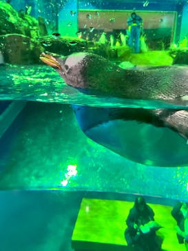 島根県立 しまね海洋館に投稿された画像（2024/2/3）