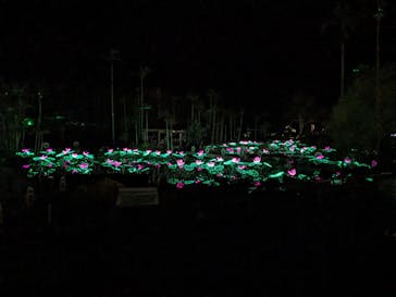 美らヤシパークオキナワ・東南植物楽園に投稿された画像（2024/2/3）