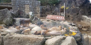 伊豆シャボテン動物公園に投稿された画像（2024/2/3）