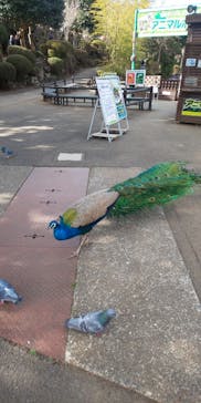 伊豆シャボテン動物公園に投稿された画像（2024/2/3）