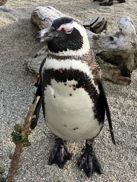 仙台うみの杜水族館に投稿された画像（2024/2/3）