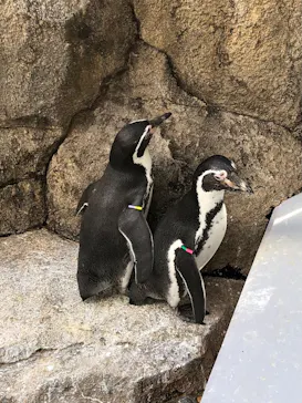 仙台うみの杜水族館に投稿された画像（2024/2/3）