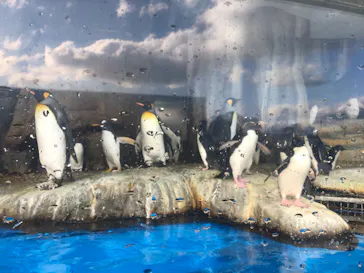 仙台うみの杜水族館に投稿された画像（2024/2/3）