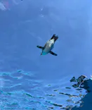 サンシャイン水族館に投稿された画像（2024/2/4）