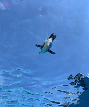 サンシャイン水族館に投稿された画像（2024/2/3）