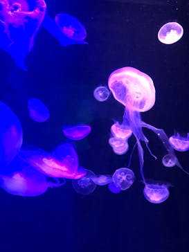 マリンワールド海の中道に投稿された画像（2024/2/4）