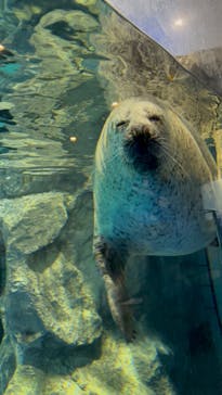 マクセル アクアパーク品川に投稿された画像（2024/2/4）