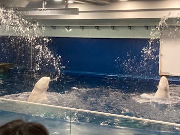 島根県立 しまね海洋館に投稿された画像（2024/2/4）