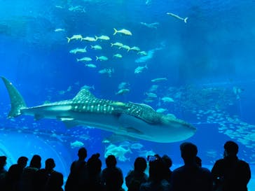沖縄美ら海水族館に投稿された画像（2024/2/4）