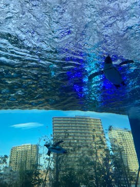 サンシャイン水族館に投稿された画像（2024/2/4）