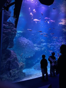 京都水族館に投稿された画像（2024/2/4）