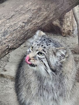 神戸どうぶつ王国に投稿された画像（2024/2/4）