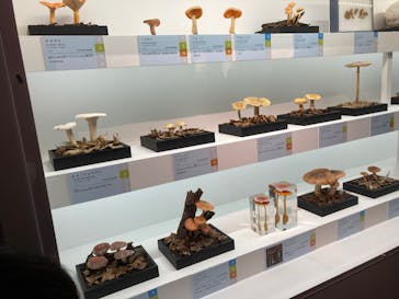 特別展「和食 ～日本の自然、人々の知恵～」に投稿された画像（2024/2/4）