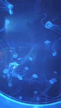 アクアワールド茨城県大洗水族館に投稿された画像（2024/2/4）