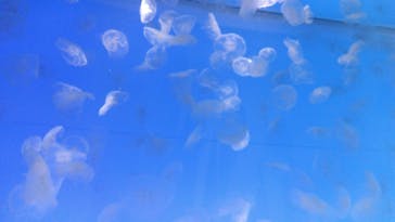 アクアワールド茨城県大洗水族館に投稿された画像（2024/2/4）