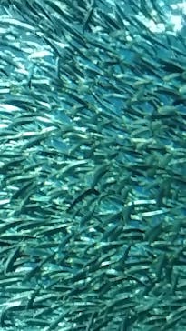 アクアワールド茨城県大洗水族館に投稿された画像（2024/2/4）