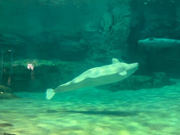 名古屋港水族館に投稿された画像（2024/2/4）