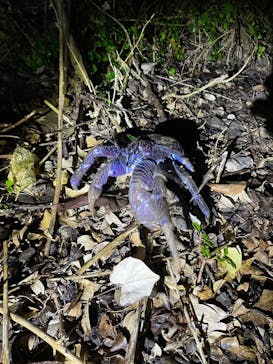 宮古島 ADVENTURE PiPi（ミヤコジマ アドベンチャー ピピ）に投稿された画像（2024/2/4）