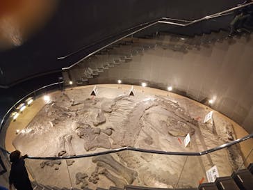 福井県立恐竜博物館に投稿された画像（2024/2/4）