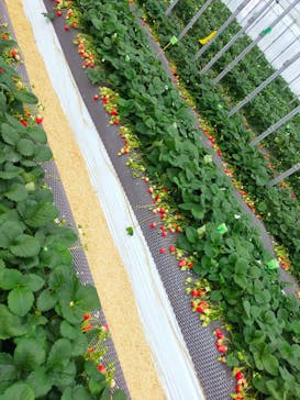 ICHIGOHOUSE.HITACHINAKAに投稿された画像（2024/2/4）