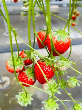 ICHIGOHOUSE.HITACHINAKAに投稿された画像（2024/2/4）