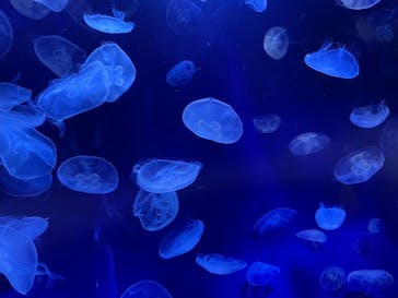 サンシャイン水族館に投稿された画像（2024/2/4）