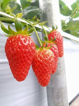 いちご館窪田に投稿された画像（2024/2/4）