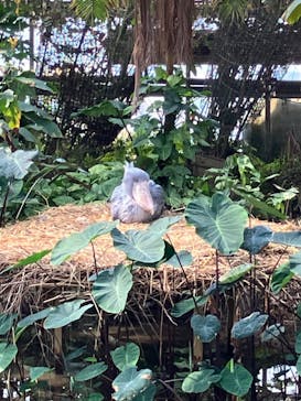 神戸どうぶつ王国に投稿された画像（2024/2/4）