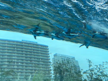 サンシャイン水族館に投稿された画像（2024/2/4）