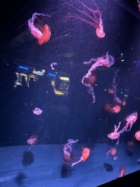 京都鉄道博物館×京都水族館に投稿された画像（2024/2/4）