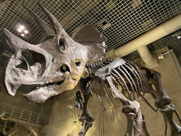 国立科学博物館に投稿された画像（2024/2/4）