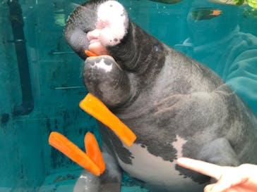 熱川バナナワニ園に投稿された画像（2024/2/4）