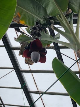 熱川バナナワニ園に投稿された画像（2024/2/4）